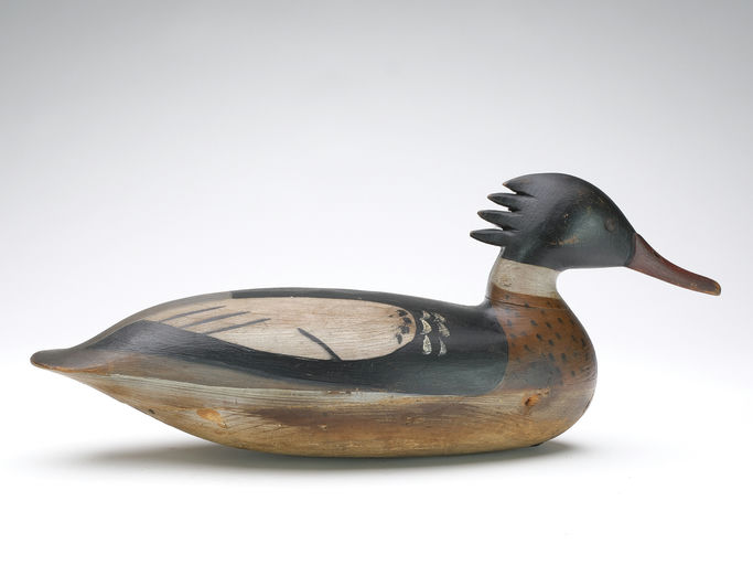 Harry V. Shourds – Red-breasted Merganser – 2024
