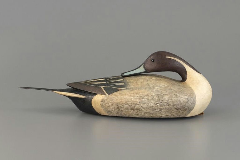 Ian McNair – Preening Pintail Drake – 2025
