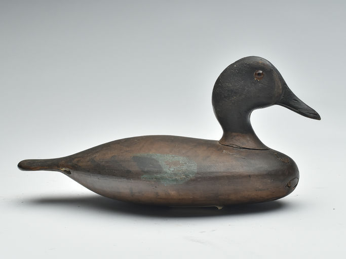 Harvey Stevens – Blue-winged Teal – 2023