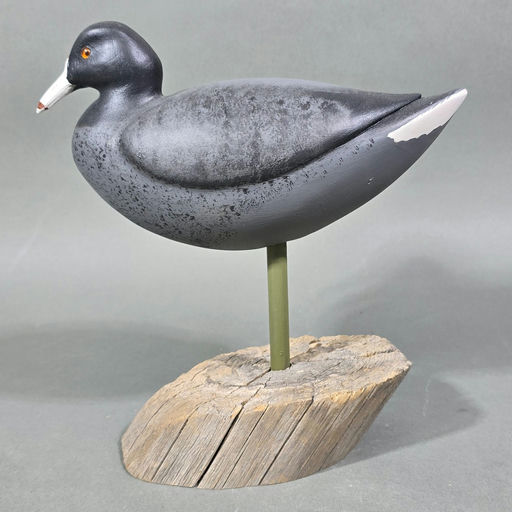Steve Morey – Coot – 2026