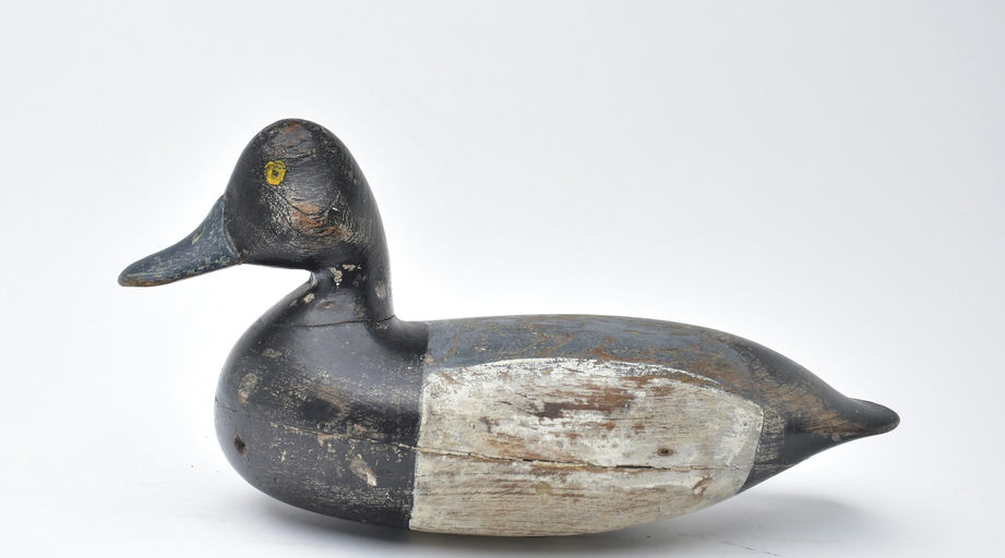 Harry V. Shourds – Scaup – 2025