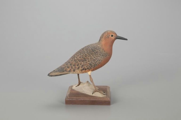 Frank Finney – Red Knot – 2022