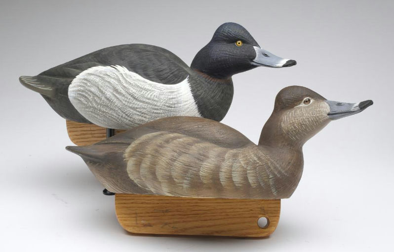 Tom Matus – Pair of Ringneck – 2023