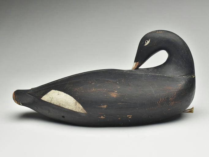 Gus Wilson — Preening White-winged Scoter