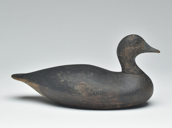 Joseph Lincoln – Wigeon – 2023
