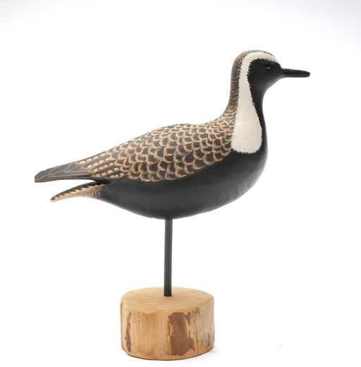 Cigar Daisey – Plover – 2026