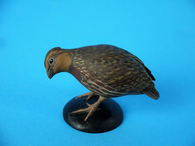 Eddie Wozny – Miniature Bobwhite Quail Hen – 2026