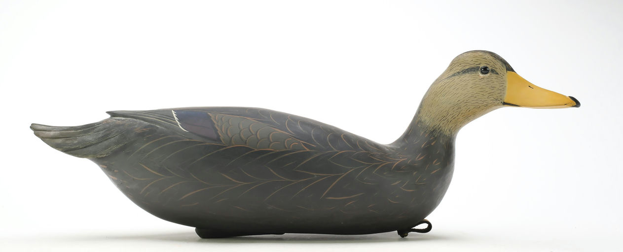 Bob White – Black Duck – 2025