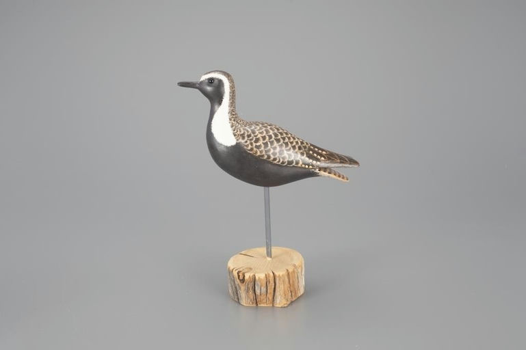 Cigar Daisey – Golden Plover – 2024