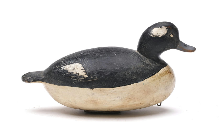 Cigar Daisey – Bufflehead – 2026