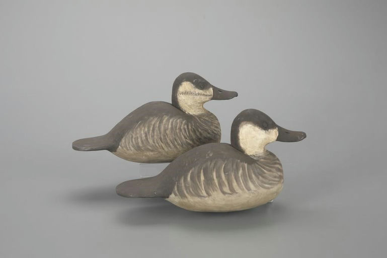 Cigar Daisey – Ruddy Duck Pair – 2023
