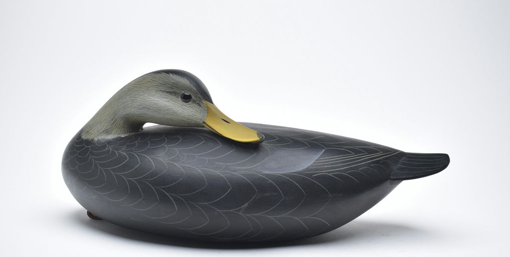 George Strunk – Preening Black Duck – 2025