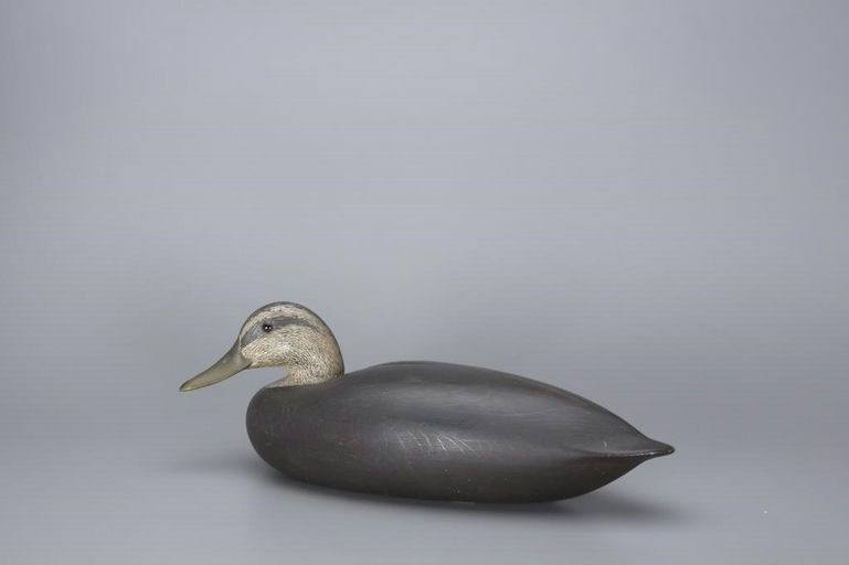 Shang Wheeler – Classic Black Duck – 2017