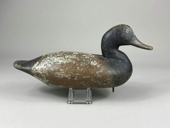 Holly Family – Scaup – 2026