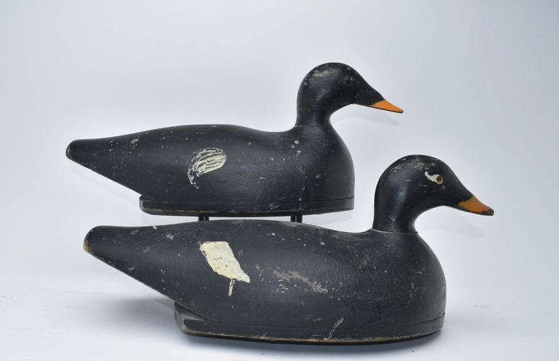 Joseph Lincoln – Pair of Scoter – 2025