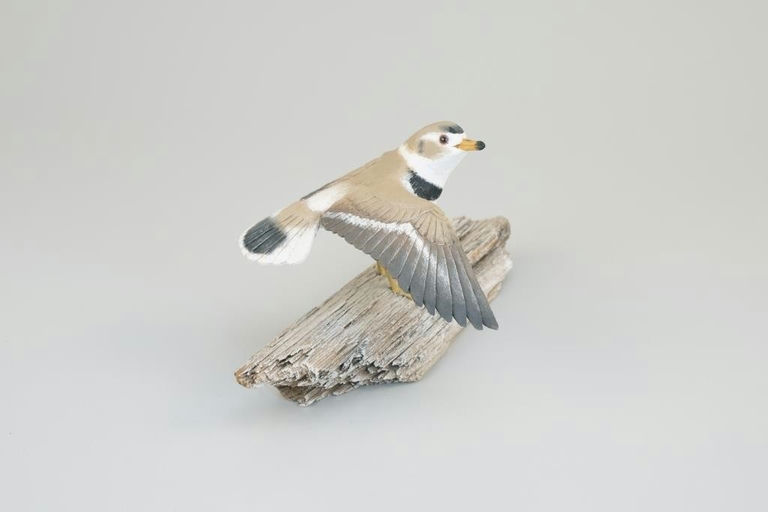 Stan Sparre – Piping Plover – 2026