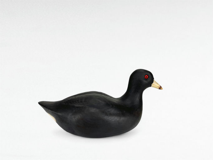 Cigar Daisey – Coot – 2024