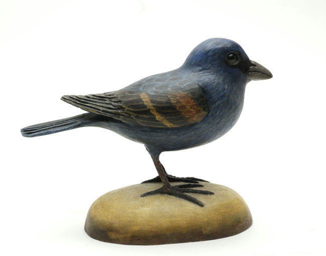 Frank Finney – Blue Grosbeak – 2025