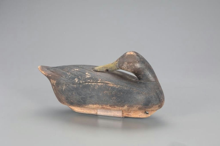 Ben Schmidt – Important Preening Black Duck – 2021