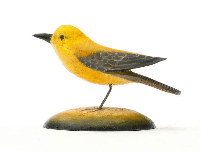Frank Finney – Miniature pronthonotar warbler – 2025