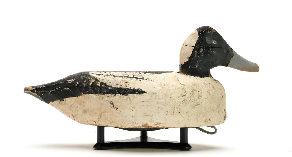 Miles Hancock – Bufflehead – 2025