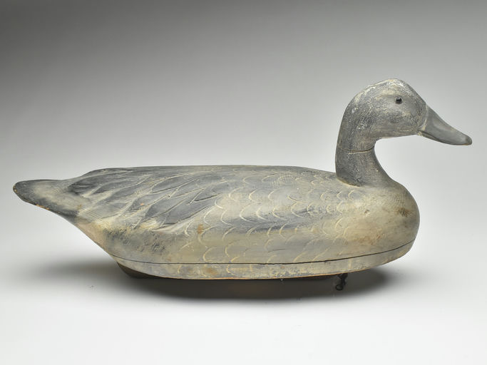 Ben Schmidt – Juvenile Snow Goose – 2023