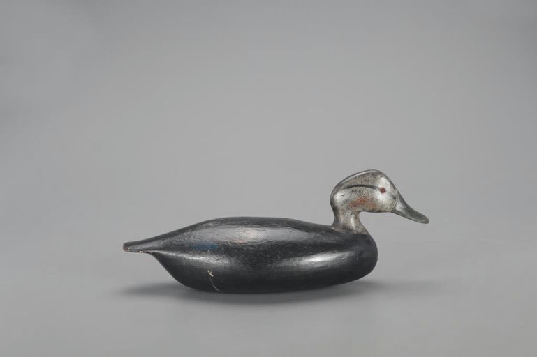 Harvey Stevens – Black Duck – 2021