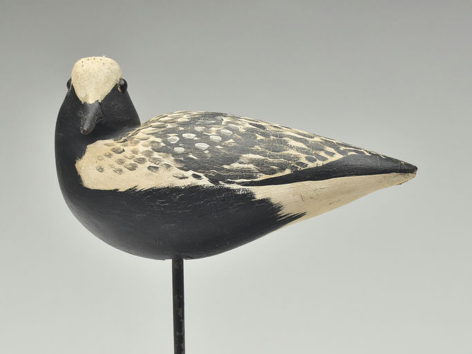 Shang Wheeler – Black Bellied Plover – 2023