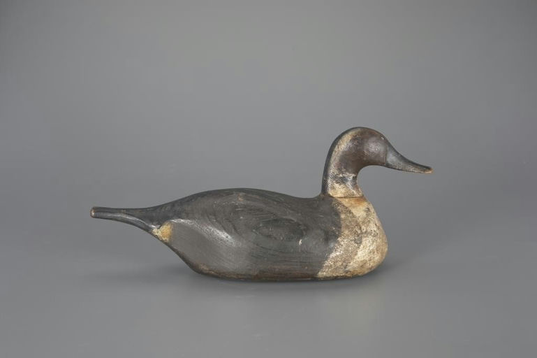 Eastman Young – Pintail – 2024