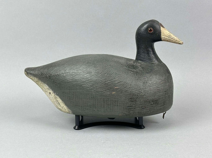 Frank Strey – Coot – 2026
