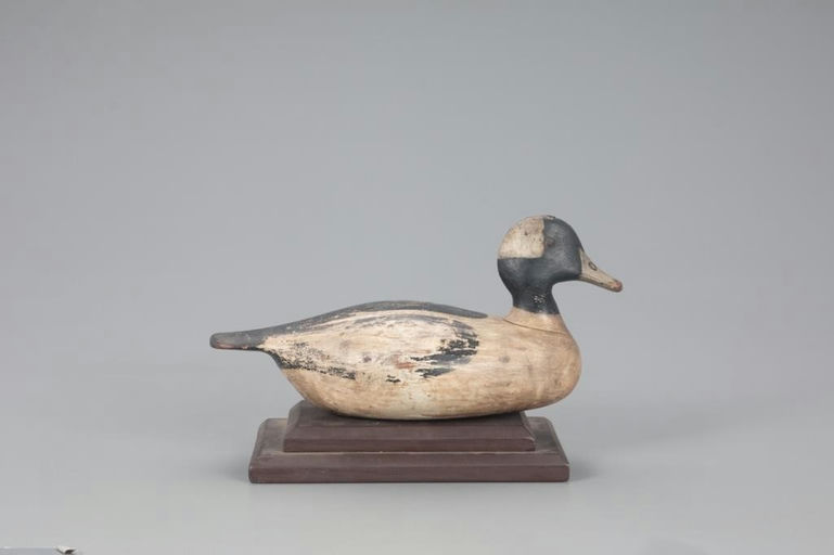 Harvey Stevens – Early Bufflehead Drake – 2021