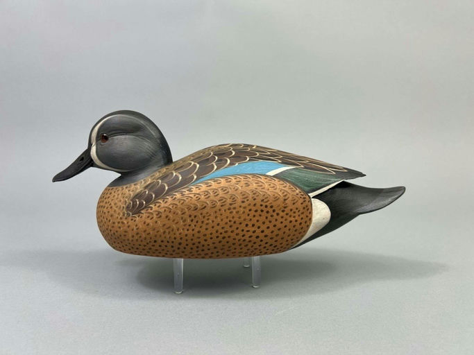 Matt Downs — Blue-winged Teal Drake Duck
