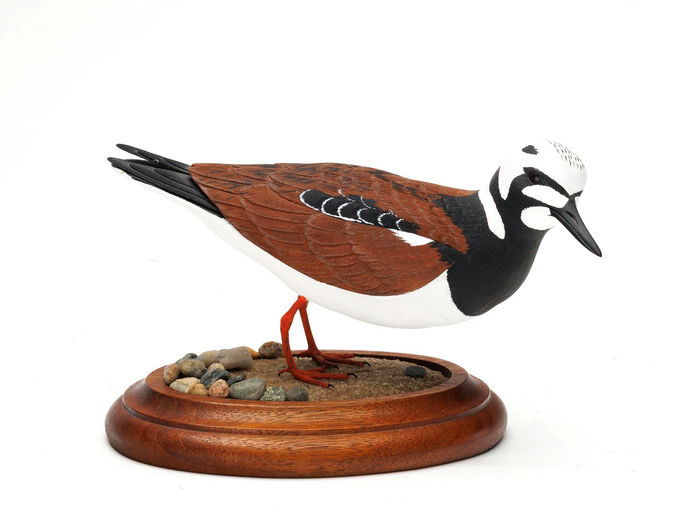 Reid Higgins – Ruddy Turnstone – 2026
