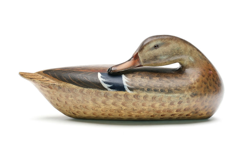 Charles Perdew — Preening Mallard Hen