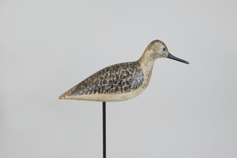 Harry V. Shourds – Muller Yellowlegs – 2026