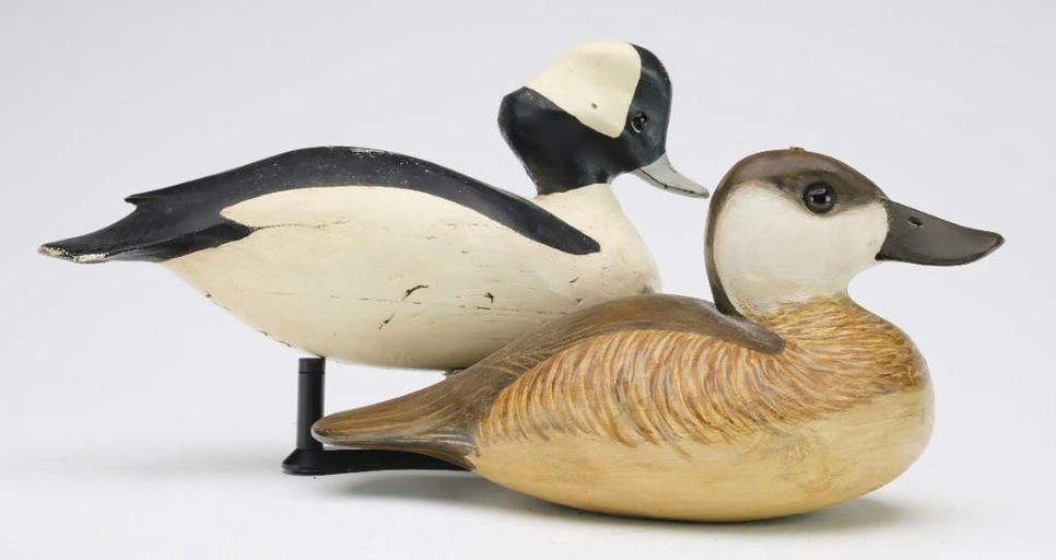 Cigar Daisey – Bufflehead – 2024