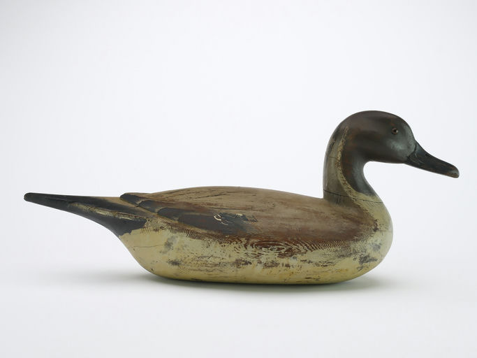 Richard Janson – Pintail Drake – 2024
