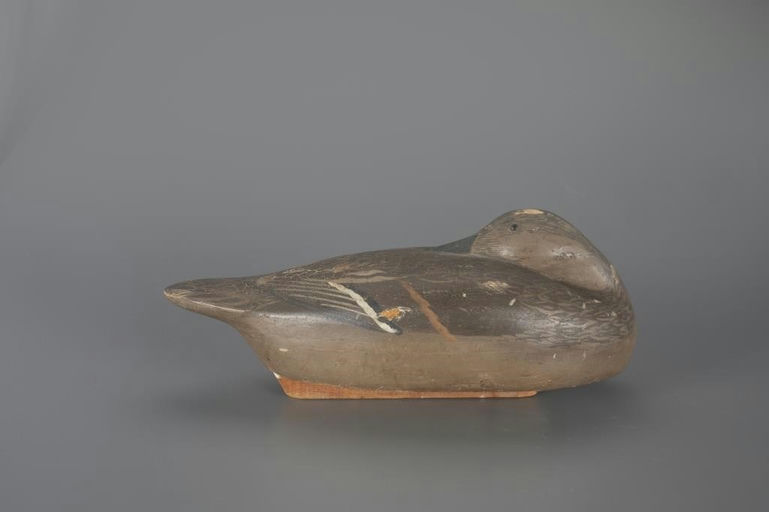 Ed Snyder – Sleeping Pintail Hen – 2024
