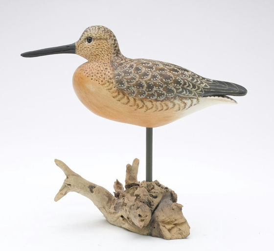 Cigar Daisey – Dowitcher – 2023