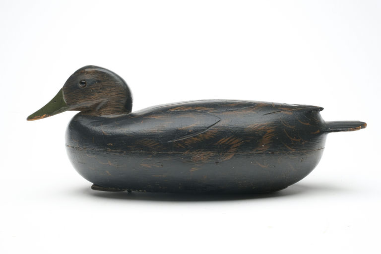 Dan English – Black Duck – 2026