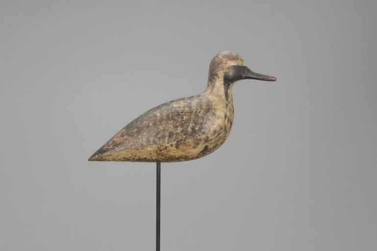 Harry V. Shourds – Black-Bellied Plover in Eclipse Plumage – 2018