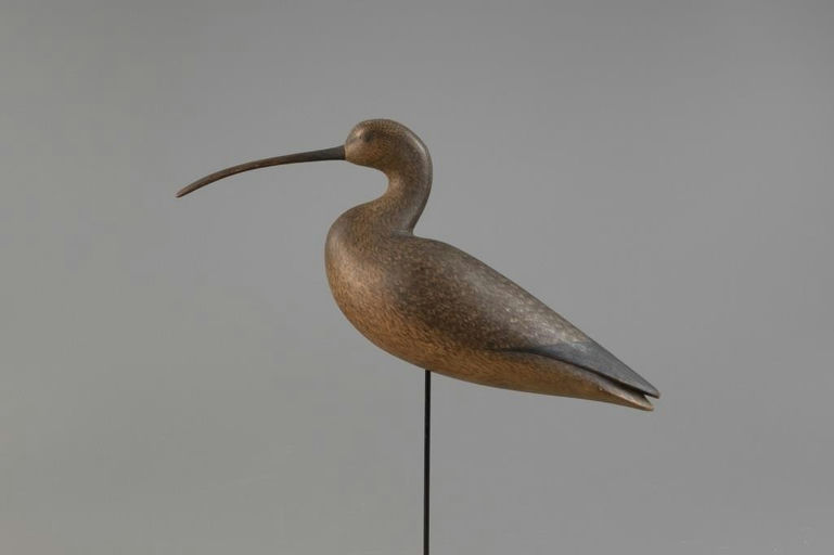 Mark McNair – Long-Billed Curlew – 2025