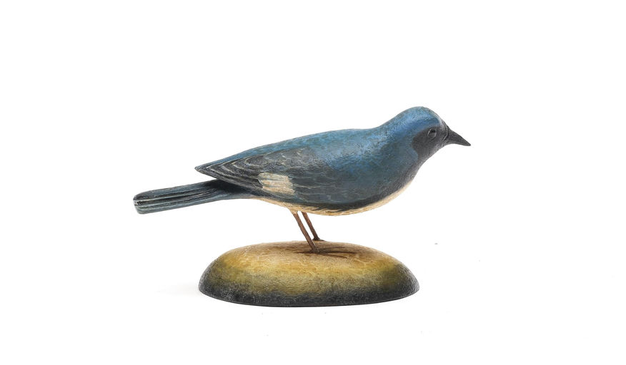 Frank Finney – Black-throated Blue Warbler – 2026