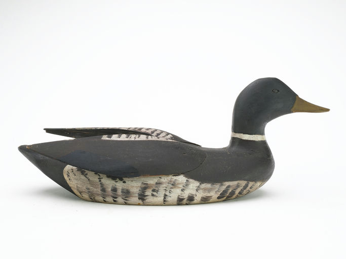 Gus Wilson – Mallard Drake – 2024
