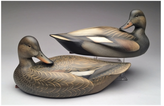 Sean Sutton – Pair of Preening Gadwall – 2017