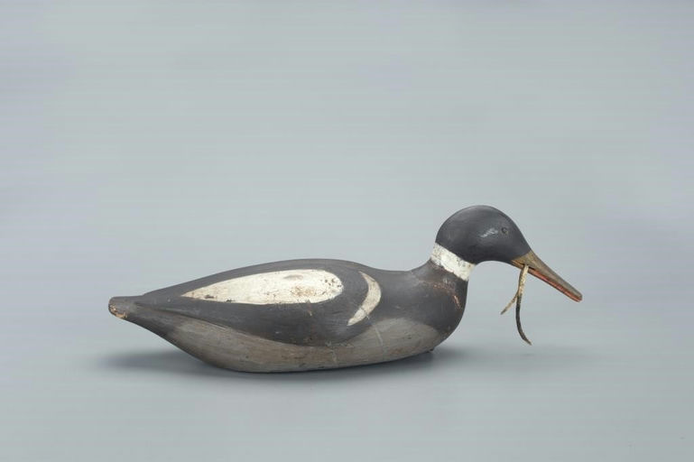 Gus Wilson – Rare Feeding Merganser Drake – 2022