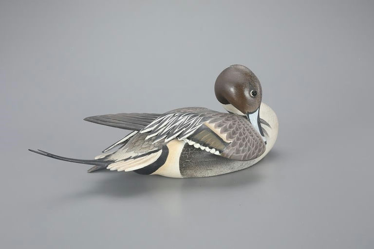 Ward Brothers – Preening Pintail – 2023