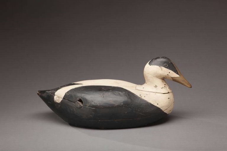 Gus Wilson – Eider Drake – 2012