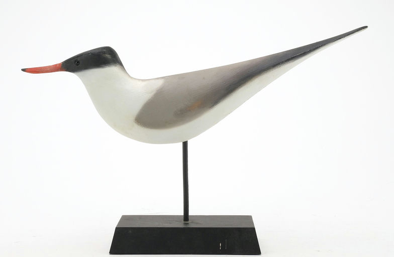 Pete Peterson – Tern – 2024