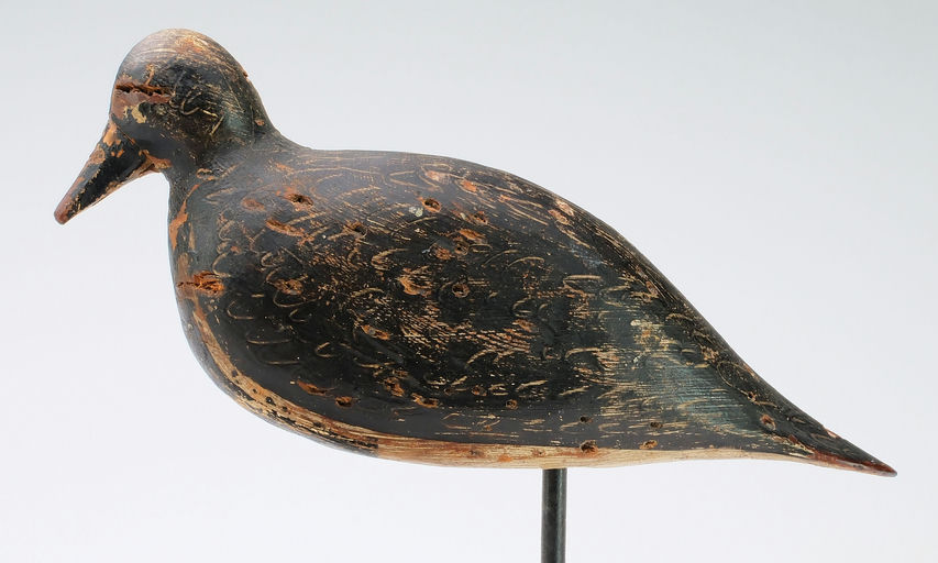 Dave "Umbrella" Watson – Black-bellied plover – 2024